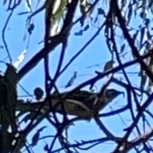 Anthochaera carunculata at Nicholls, ACT - 29 Mar 2024