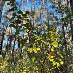 Coprosma hirtella (Currant Bush) at Bondo State Forest - 29 Mar 2024 by courtneyb