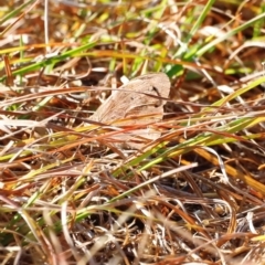 Heteronympha merope (Common Brown Butterfly) at Molonglo River Reserve - 30 Mar 2024 by JimL