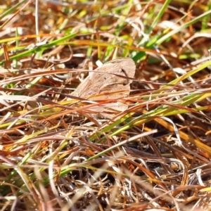 Heteronympha merope at Kama - 31 Mar 2024