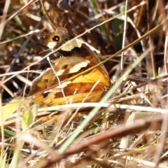 Heteronympha merope at Kama - 31 Mar 2024 09:48 AM