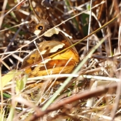 Heteronympha merope at Kama - 31 Mar 2024