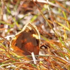 Heteronympha merope at Kama - 31 Mar 2024 09:48 AM