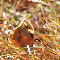 Heteronympha merope at Kama - 31 Mar 2024