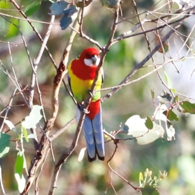 Platycercus eximius (Eastern Rosella) at Molonglo River Reserve - 30 Mar 2024 by JimL