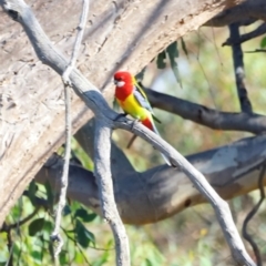 Platycercus eximius at Molonglo River Reserve - 31 Mar 2024