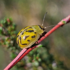 Paropsisterna obliterata (Obliterate Melaleuca Leaf Beetle) at Bombay, NSW - 31 Mar 2024 by MatthewFrawley