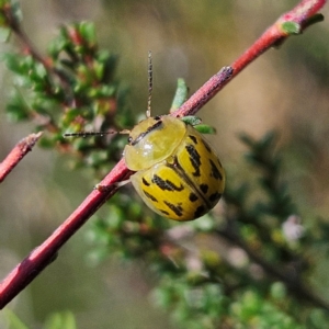 Paropsisterna obliterata at QPRC LGA - 31 Mar 2024