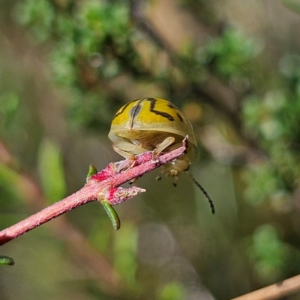 Paropsisterna obliterata at QPRC LGA - 31 Mar 2024