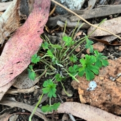 Geranium sp. (Geranium) at Goobarragandra, NSW - 29 Mar 2024 by courtneyb