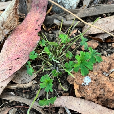 Geranium sp. (Geranium) at Goobarragandra, NSW - 29 Mar 2024 by courtneyb