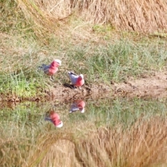 Eolophus roseicapilla (Galah) at Kama - 31 Mar 2024 by JimL
