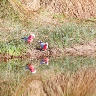 Eolophus roseicapilla (Galah) at Whitlam, ACT - 30 Mar 2024 by JimL