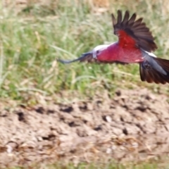 Eolophus roseicapilla at Kama - 31 Mar 2024