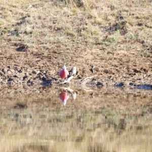 Eolophus roseicapilla at Kama - 31 Mar 2024