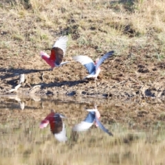 Eolophus roseicapilla at Kama - 31 Mar 2024