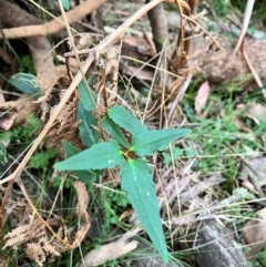 Clematis aristata (Mountain Clematis) at Bondo State Forest - 29 Mar 2024 by courtneyb