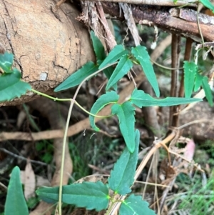 Clematis aristata at Bondo State Forest - 29 Mar 2024