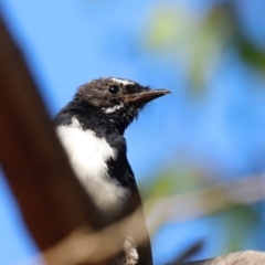 Rhipidura leucophrys (Willie Wagtail) at Whitlam, ACT - 30 Mar 2024 by JimL