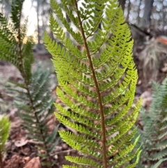 Polystichum proliferum (Mother Shield Fern) at Bondo State Forest - 29 Mar 2024 by courtneyb