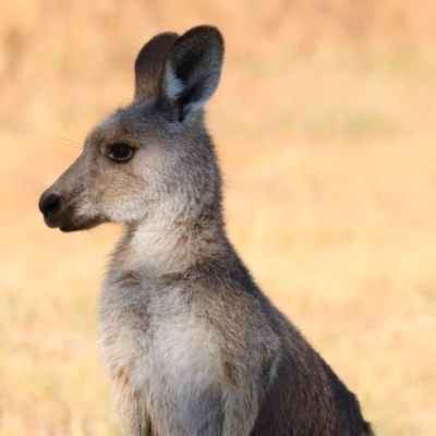 Macropus giganteus (Eastern Grey Kangaroo) at Whitlam, ACT - 30 Mar 2024 by JimL