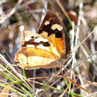 Heteronympha merope (Common Brown Butterfly) at Whitlam, ACT - 30 Mar 2024 by JimL