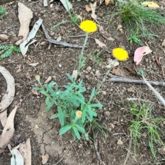 Coronidium monticola (Mountain Button Everlasting) at Bondo State Forest - 29 Mar 2024 by courtneyb