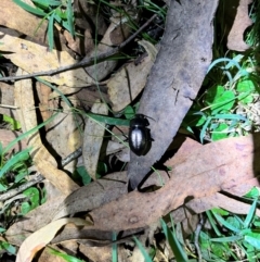 Adelium sp. (genus) (Adelium darkling beetle) at Wee Jasper, NSW - 29 Mar 2024 by courtneyb