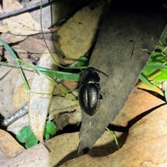 Adelium sp. (genus) at Bondo State Forest - 29 Mar 2024