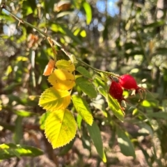 Rosa rubiginosa (Sweet Briar, Eglantine) at Wee Jasper, NSW - 29 Mar 2024 by courtneyb