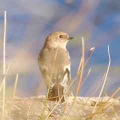 Petroica phoenicea (Flame Robin) at Whitlam, ACT - 30 Mar 2024 by JimL