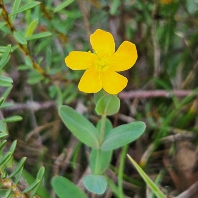 Hypericum gramineum (Small St Johns Wort) at Bombay, NSW - 31 Mar 2024 by MatthewFrawley