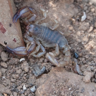 Urodacus manicatus (Black Rock Scorpion) at Hall, ACT - 31 Mar 2024 by Anna123