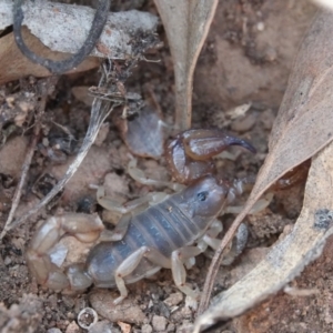 Urodacus manicatus at Hall, ACT - 31 Mar 2024 11:48 AM