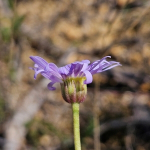 Brachyscome spathulata at QPRC LGA - 31 Mar 2024