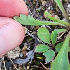 Brachyscome spathulata at QPRC LGA - 31 Mar 2024