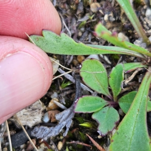 Brachyscome spathulata at QPRC LGA - 31 Mar 2024 12:00 PM