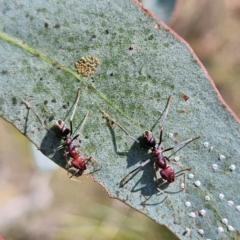 Iridomyrmex purpureus (Meat Ant) at QPRC LGA - 31 Mar 2024 by MatthewFrawley