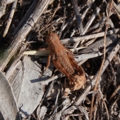 Phaulacridium vittatum (Wingless Grasshopper) at Hall, ACT - 30 Mar 2024 by Anna123