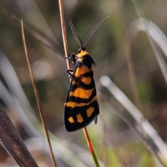 Asura lydia (Lydia Lichen Moth) at QPRC LGA - 31 Mar 2024 by MatthewFrawley
