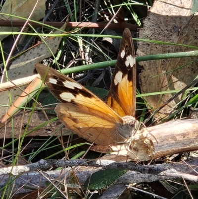 Heteronympha merope (Common Brown Butterfly) at QPRC LGA - 31 Mar 2024 by MatthewFrawley