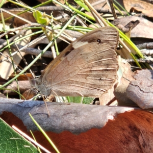 Heteronympha merope at QPRC LGA - 31 Mar 2024