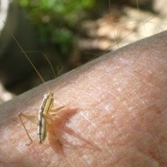 Unidentified Grasshopper, Cricket or Katydid (Orthoptera) at QPRC LGA - 29 Mar 2024 by arjay