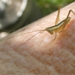 Conocephalus semivittatus at QPRC LGA - suppressed