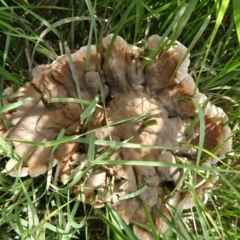 Sanguinoderma rude (Red-staining Stalked Polypore) at QPRC LGA - 29 Mar 2024 by arjay