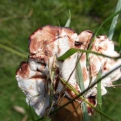 Sanguinoderma rude at QPRC LGA - suppressed