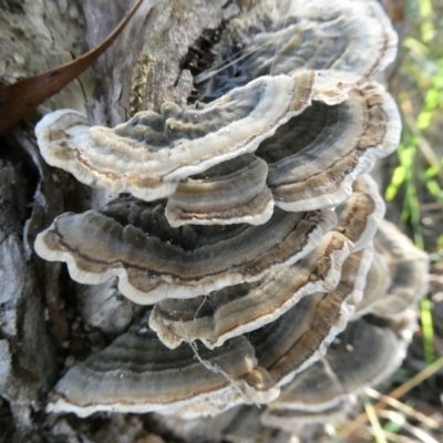 Trametes versicolor (Turkey Tail) at Charleys Forest, NSW - 19 Mar 2024 by arjay