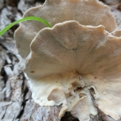 Trametes versicolor at QPRC LGA - 19 Mar 2024