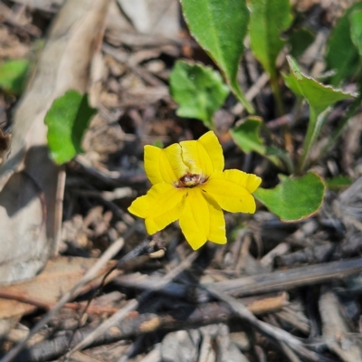Goodenia hederacea subsp. hederacea (Ivy Goodenia, Forest Goodenia) at Bombay, NSW - 31 Mar 2024 by MatthewFrawley