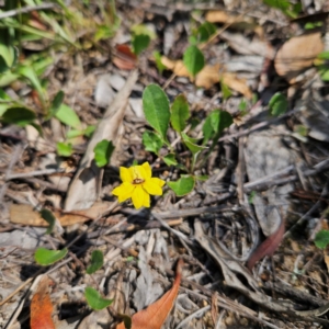 Goodenia hederacea subsp. hederacea at QPRC LGA - 31 Mar 2024